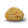 Natural sponge Honeycomb